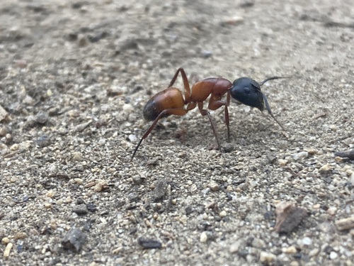 iNaturalist observation photo of Carpenter Ants, Typical Sugar Ants and Allies