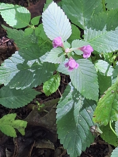 Hairy Hemp-nettle