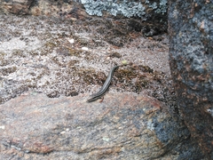 Ctenotus labillardieri