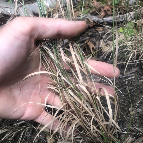Agrostis perennans, photograph 6