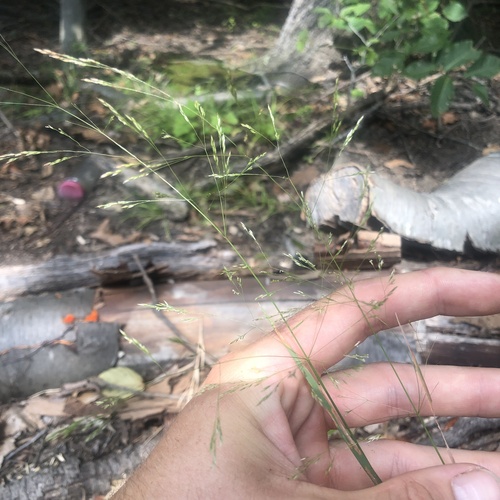 Agrostis perennans, photograph 4