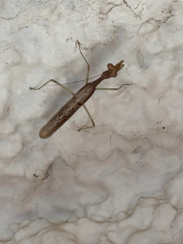 Arizona Mantis