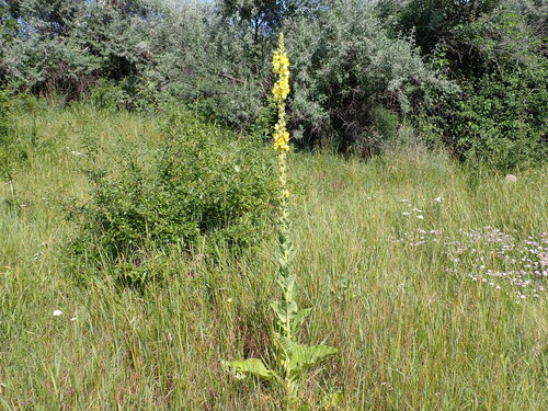 Orange Mullein