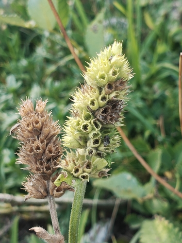 Betonica alopecuros, photograph 5