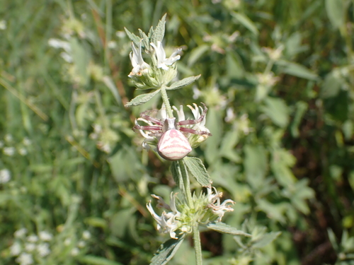 Heather crab spider