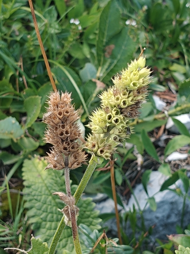 Betonica alopecuros, photograph 6