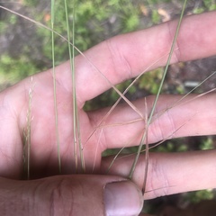 Agrostis scabra, photograph (c) Andrew Conboy, some rights reserved (CC BY)