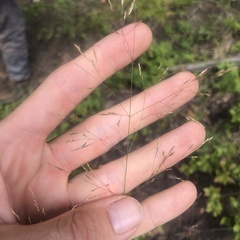 Agrostis scabra