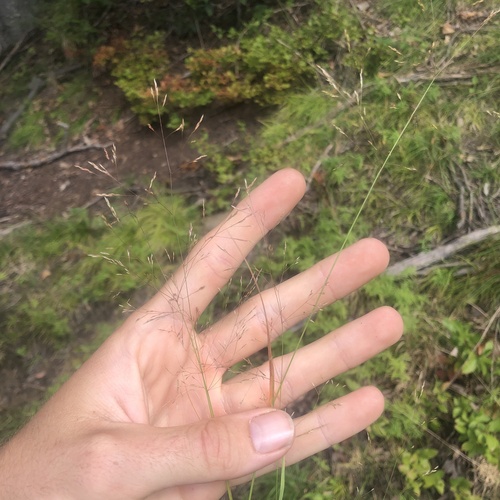 Agrostis scabra, photograph 3