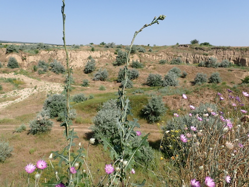 prickly lettuce