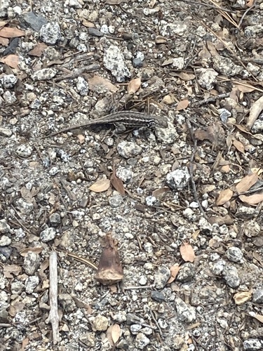 iNaturalist observation photo of Common Sagebrush Lizard