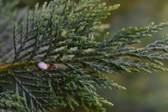 Cupressus × leylandii
