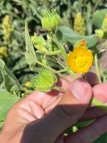 velvetleaf