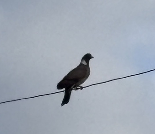 Common Wood-Pigeon