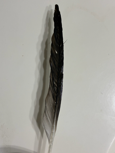 Plume de Mouette atricille