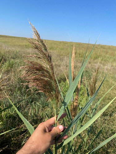 common reed
