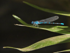 Argia oculata