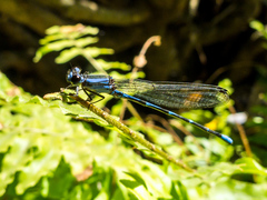 Argia oculata