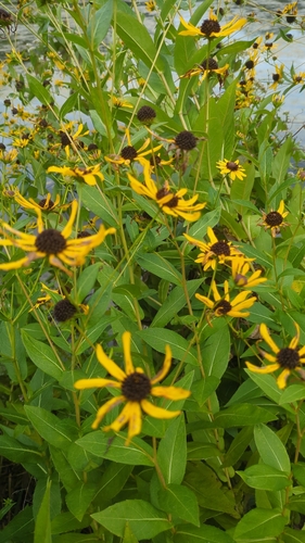 Rudbeckia auriculata