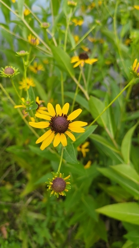 Rudbeckia auriculata, photograph 3