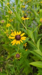 author not stated, no rights reserved Rudbeckia auriculata, photograph author not stated, no rights reserved