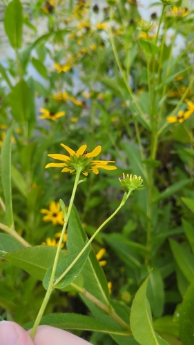 Rudbeckia auriculata, photograph 4