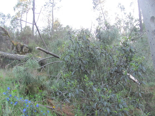 Cistus ladanifer