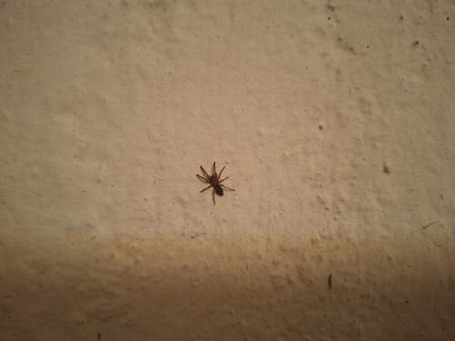 Scotophaeus scutulatus
