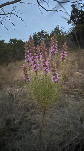 Liatris glandulosa, photograph 1