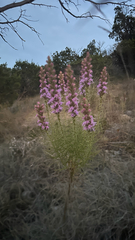 Liatris glandulosa