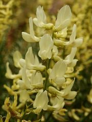 Astragalus flavus