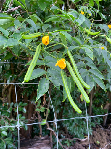 Senna septemtrionalis, 2026-07-12