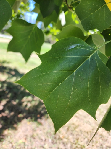 American tuliptree