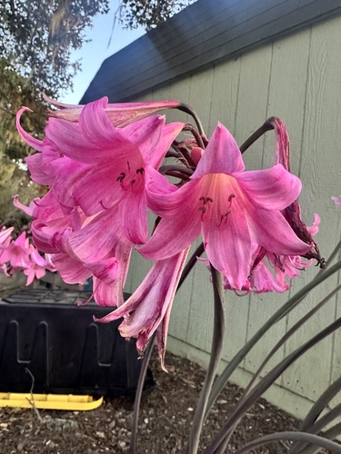 iNaturalist observation photo of Belladonna Lily
