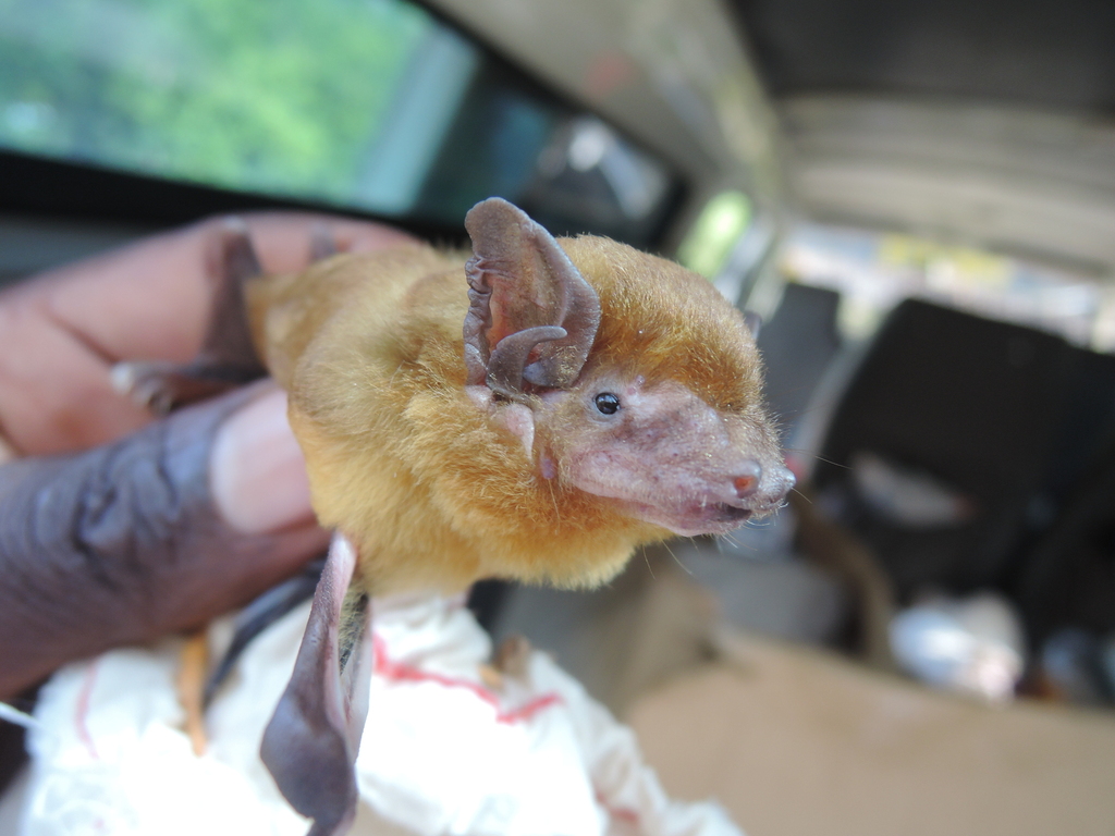 Greenish yellow bat (Bats of Ivory Coast) · iNaturalist