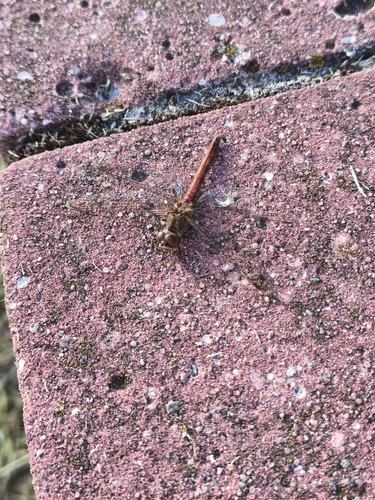 Vagrant Darter