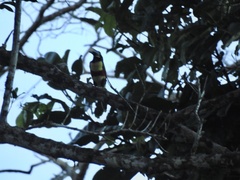 Pteroglossus castanotis