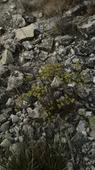 (c) Aspen Frisch, some rights reserved (CC BY) Paronychia virginica, photograph (c) Aspen Frisch, some rights reserved (CC BY)