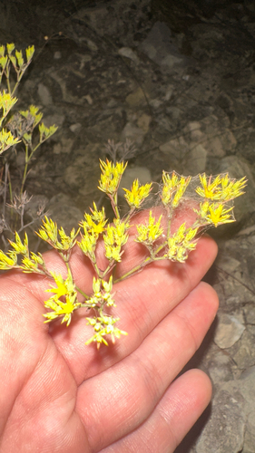 Paronychia virginica