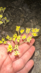 Paronychia virginica