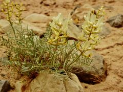 Astragalus flavus