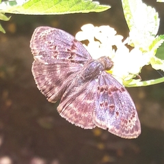 Chiomara mithrax