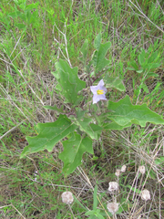 Solanum dimidiatum