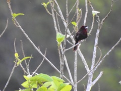Ramphocelus carbo