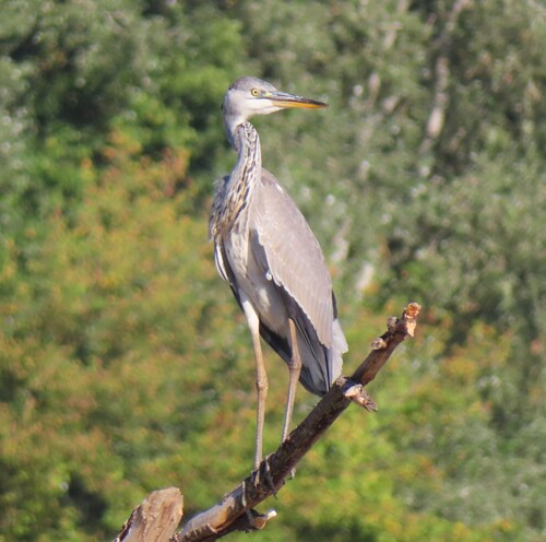 Grey Heron
