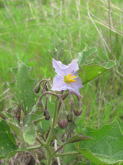 Solanum dimidiatum