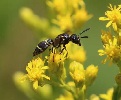 Parancistrocerus pensylvanicus observed 2026-07-20