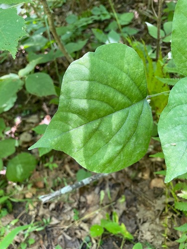 Hylodesmum glutinosum, photograph 6