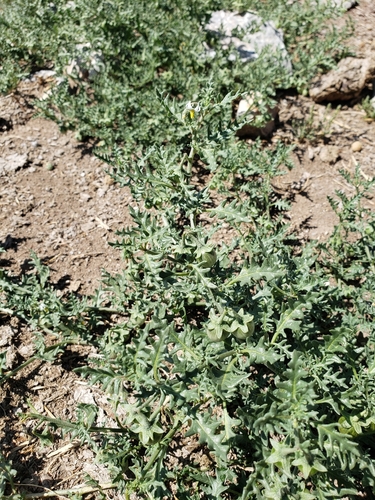 Cutleaf Nightshade