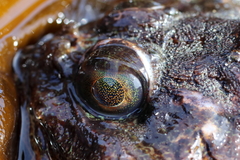 Hemilepidotus hemilepidotus